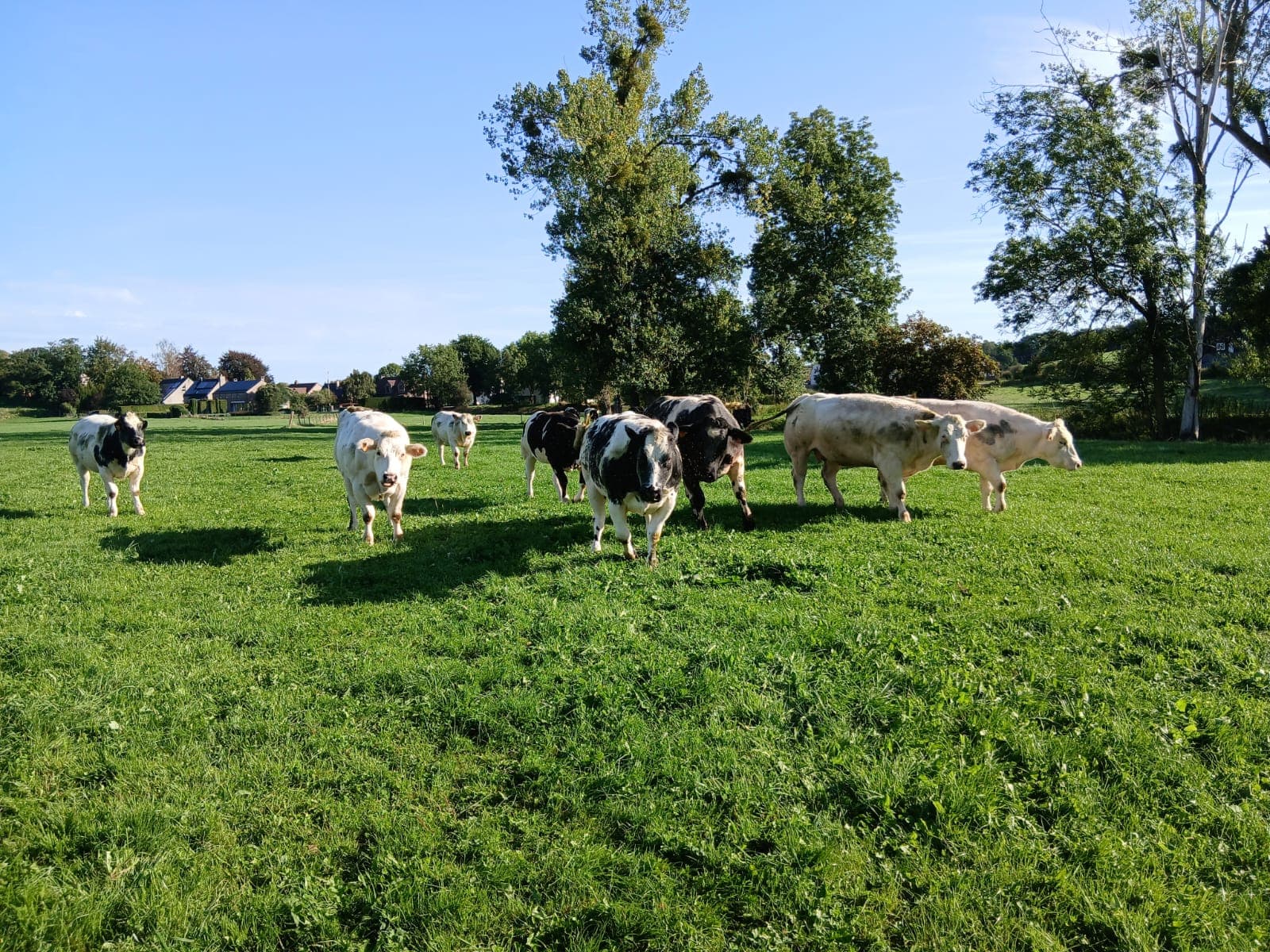 Le troupeau au pré, en lisière du village, à Bombaye (Dalhem)