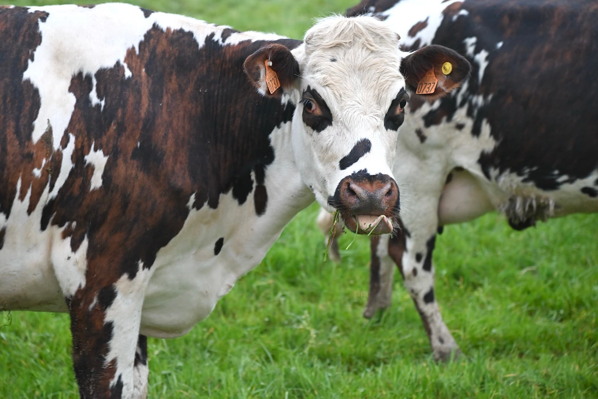 Boucherie à la ferme Du Pré à la Bouche à Bombaye